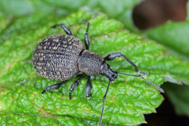 Queensland Root Weevils - Pestipedia