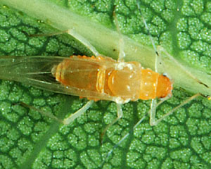 Quercus Aphids - Pestipedia