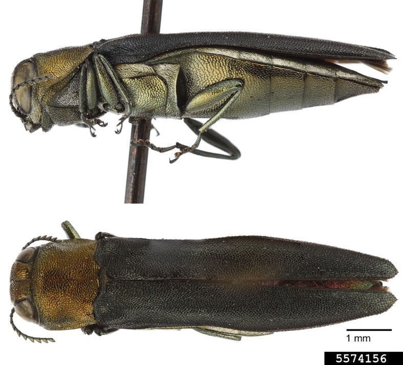 Quercus Bark Borers - Pestipedia