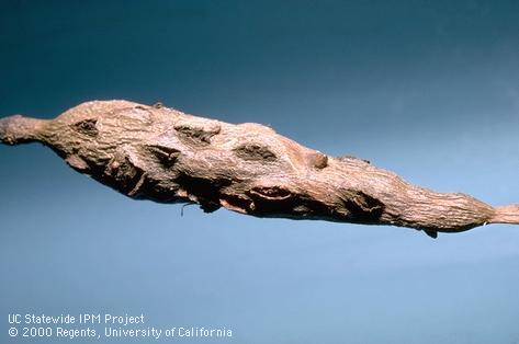 Quercus Gall Wasps - Pestipedia
