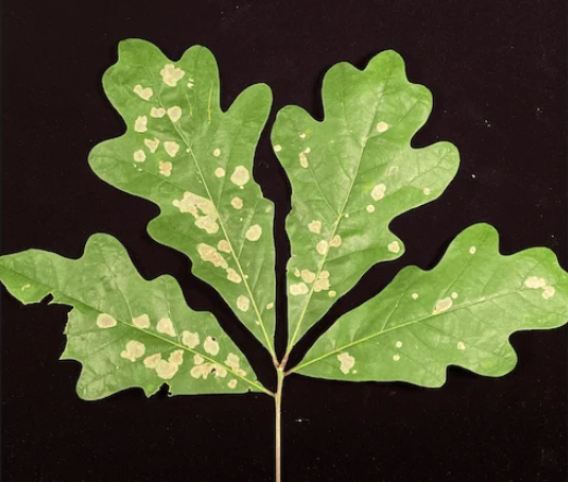 Quercus Leaf Miners - Pestipedia