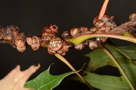 Quercus Scale Insects - Pestipedia