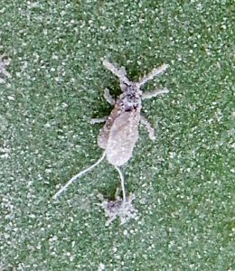 Quesnel Scale Insects - Pestipedia