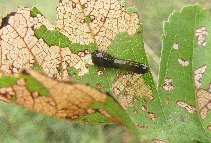 Quince Sawflies - Pestipedia