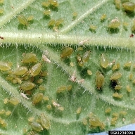 Quinoa Aphids - Pestipedia