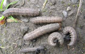 Quinoa Cutworms - Pestipedia