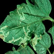 Quinoa Leaf Miners - Pestipedia