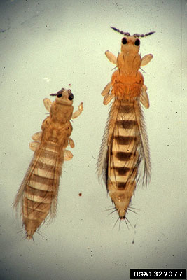 Quinoa Thrips - Pestipedia