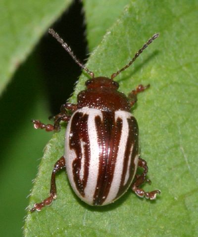 Ragweed Beetles - Pestipedia