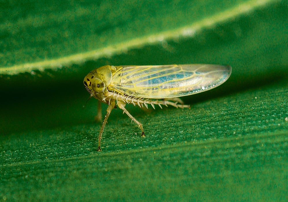 Ragweed Leafhoppers - Pestipedia