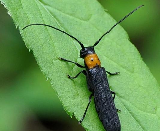 Raspberry Cane Borers - Pestipedia