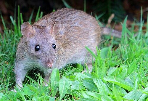 Rat - Pestipedia