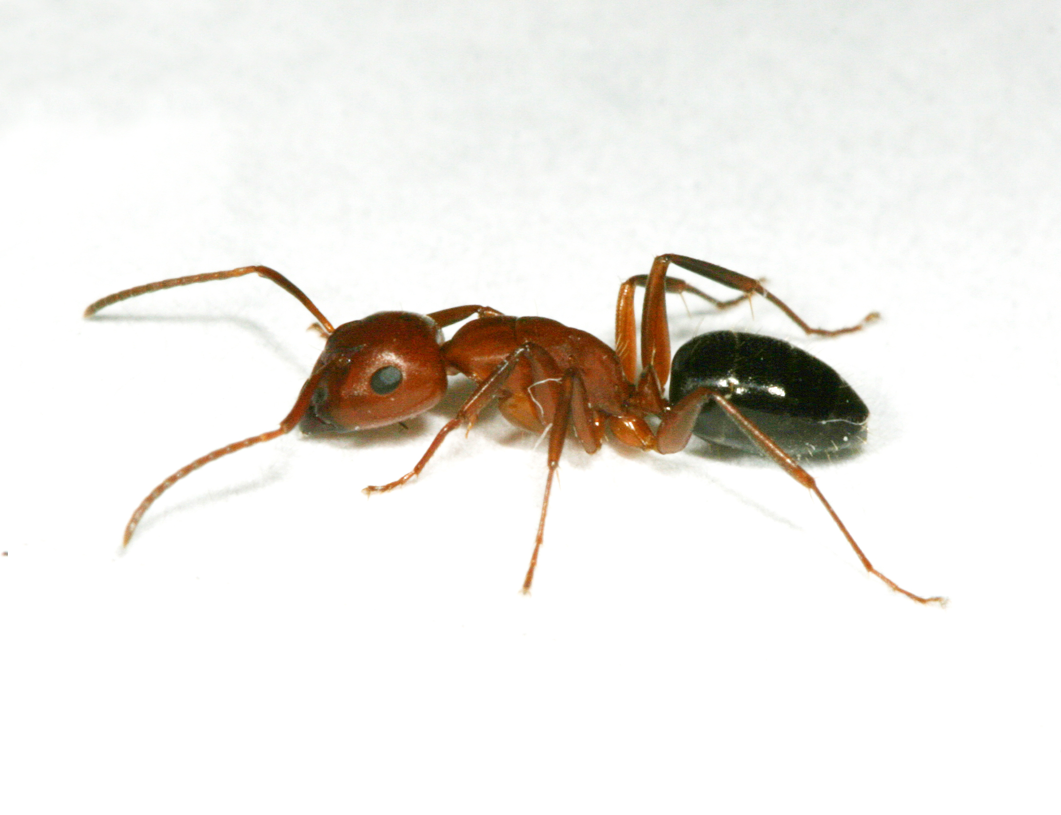 Red Carpenter Ant - Pestipedia
