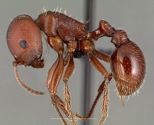 Red Harvester Ant - Pestipedia
