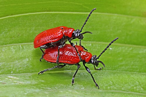 Red Lily Leaf Beetles - Pestipedia