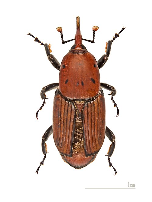Red Palm Weevil - Pestipedia