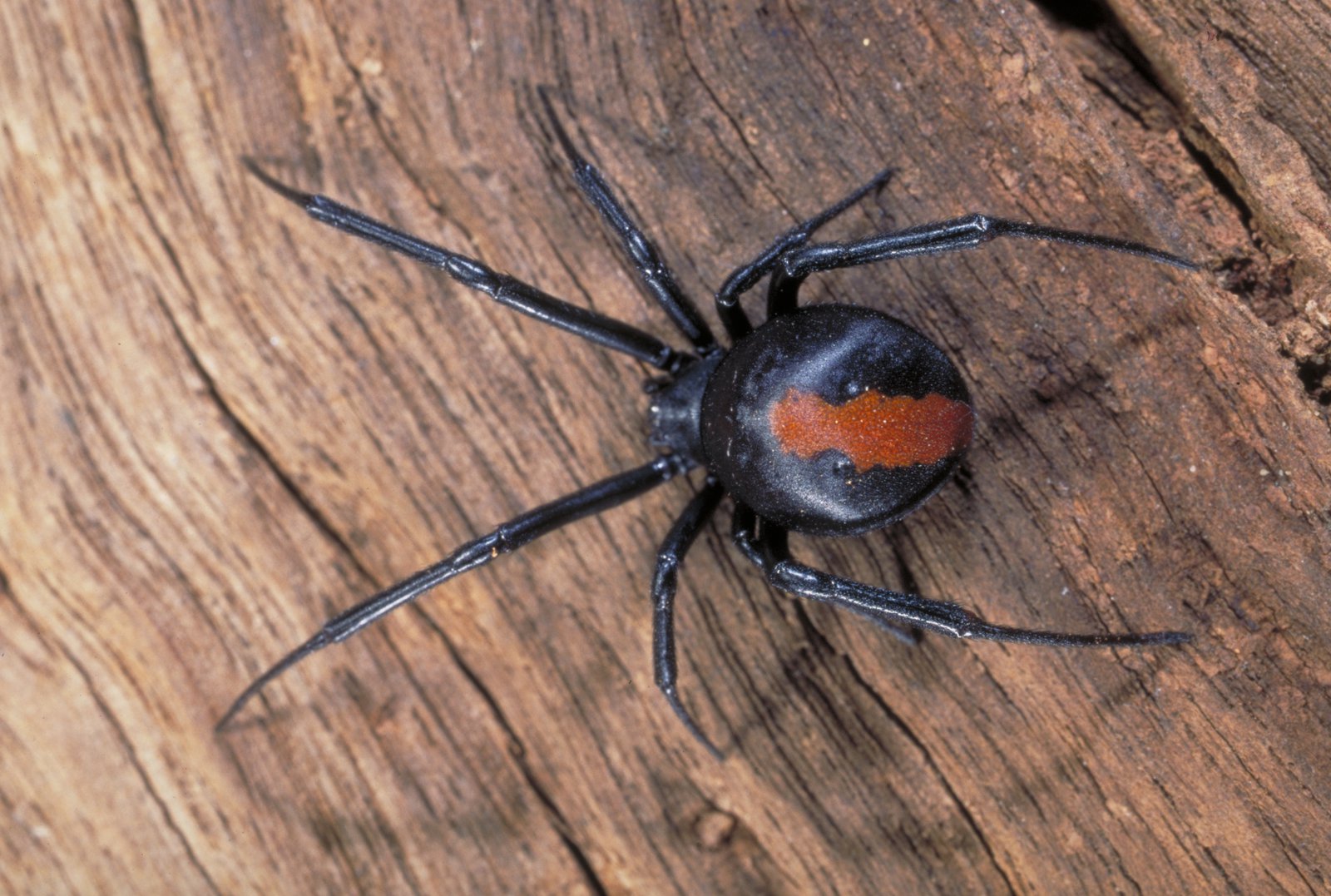 Red-backed Spiders - Pestipedia