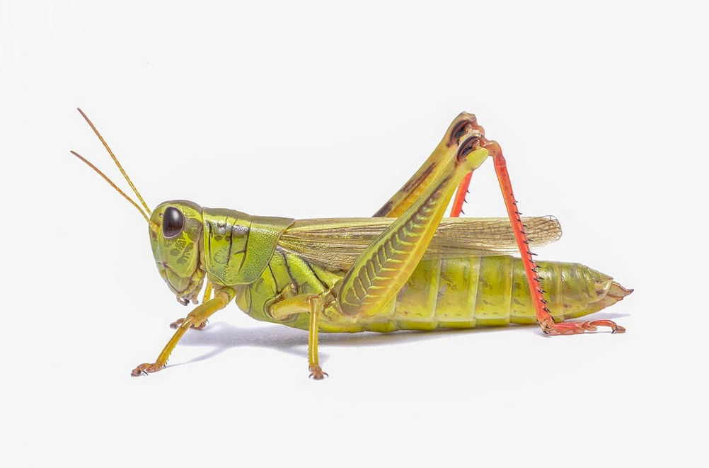 Red-legged Grasshopper- Pestipedia