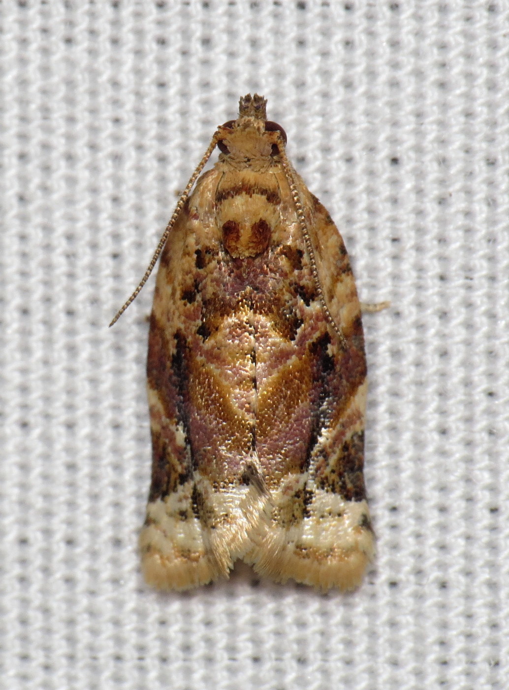 Redbanded Leafrollers - Pestipedia