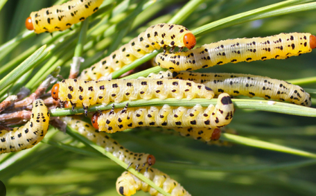 Redheaded Pine Sawflies - Pestipedia