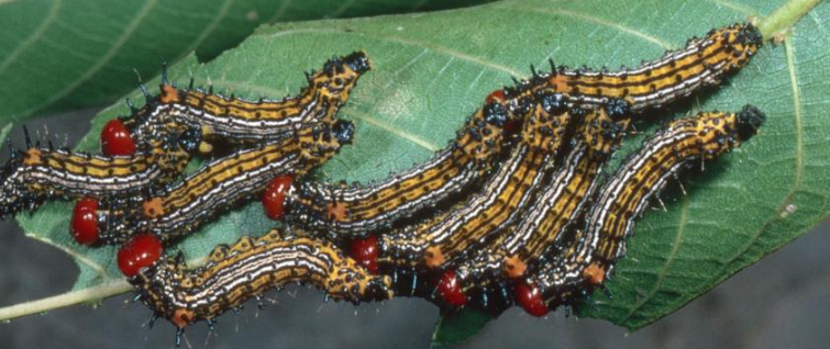 Redhumped Caterpillar- Pestipedia