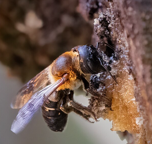 Resin Bee - Pestipedia