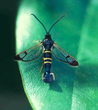Rhododendron Borers - Pestipedia