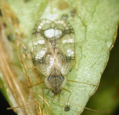 Rhododendron Lace Bugs - Pestipedia