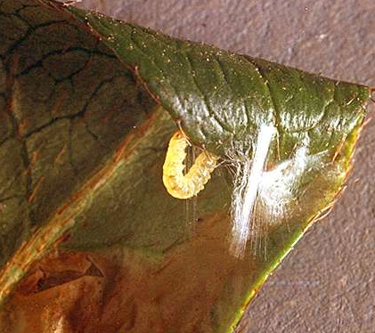 Rhododendron Leaf Miners - Pestipedia