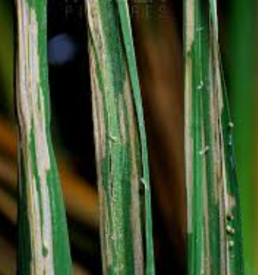 Rice Caseworms - Pestipedia