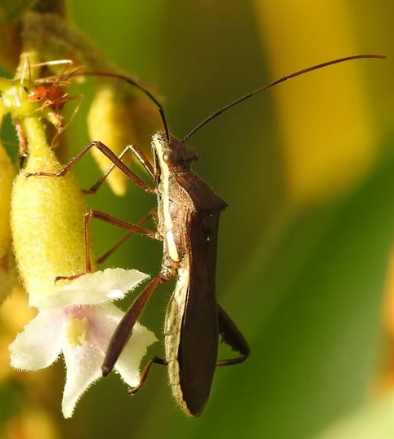 Rice Ear Bug - Pestipedia