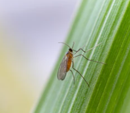 Rice Gall Midge - Pestipedia