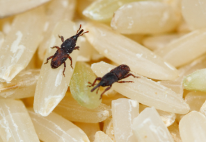 Rice Grain Bugs - Pestipedia
