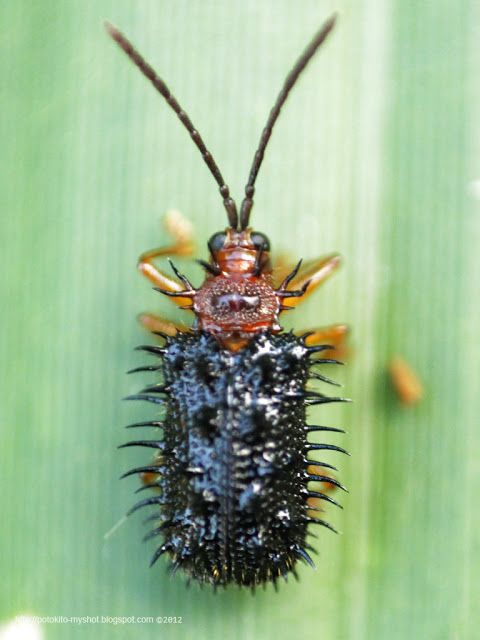 Rice Hispa Beetles - Pestipedia