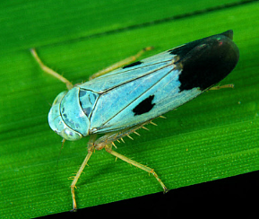 Rice Leafhopper - Pestipedia