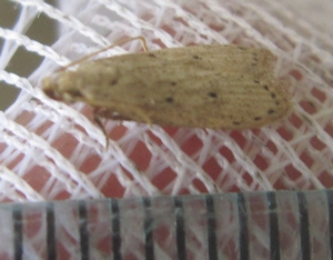 Rice Moth - Pestipedia