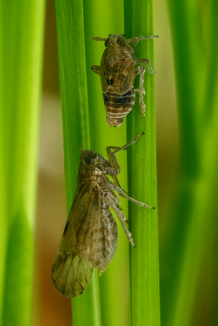 Rice Planthopper - Pestipedia