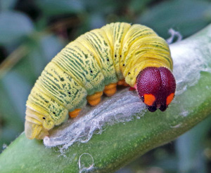 Rice Skipper Caterpillars - Pestipedia