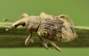 Rice Water Weevil - Pestipedia