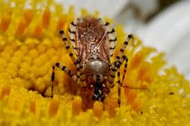 Ringed Plant Bugs- Pestipedia