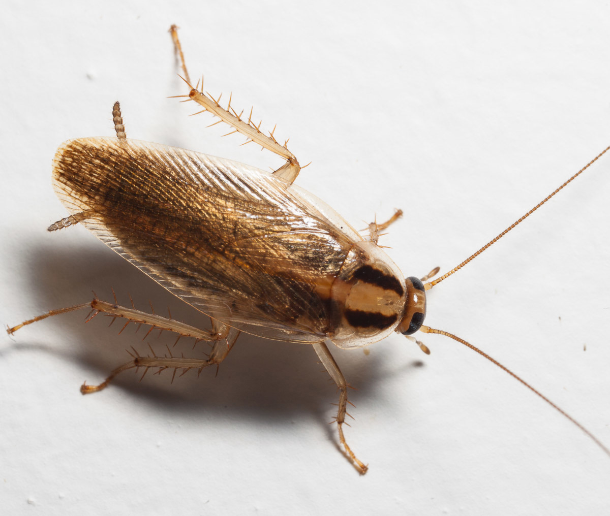 Roach - Pestipedia