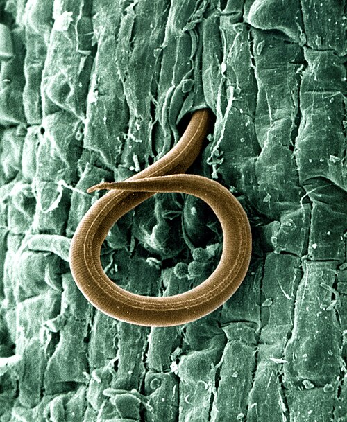 Root Knot Nematode - Pestipedia