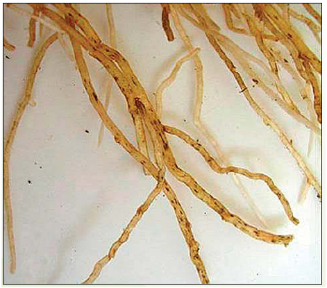 Root Lesion Nematode - Pestipedia