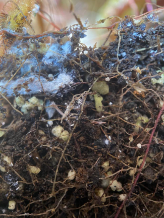 Root Mealybugs - Pestipedia