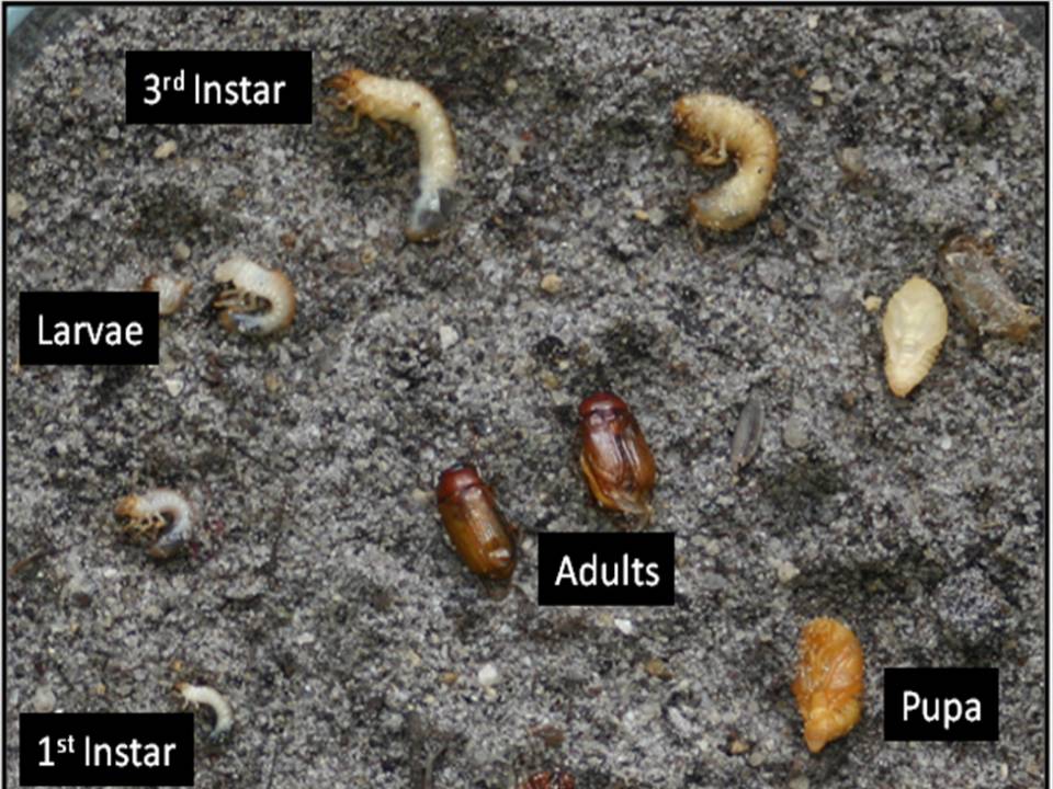 Root-feeding Grubs - Pestipedia