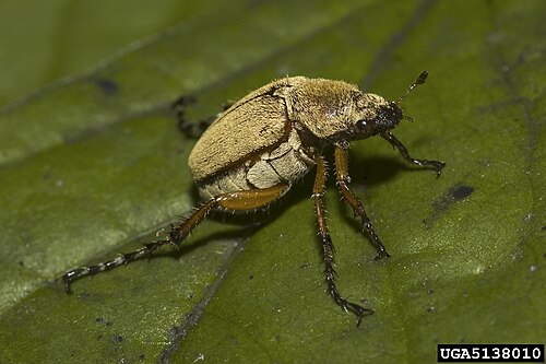 Rose Chafer - Pestipedia