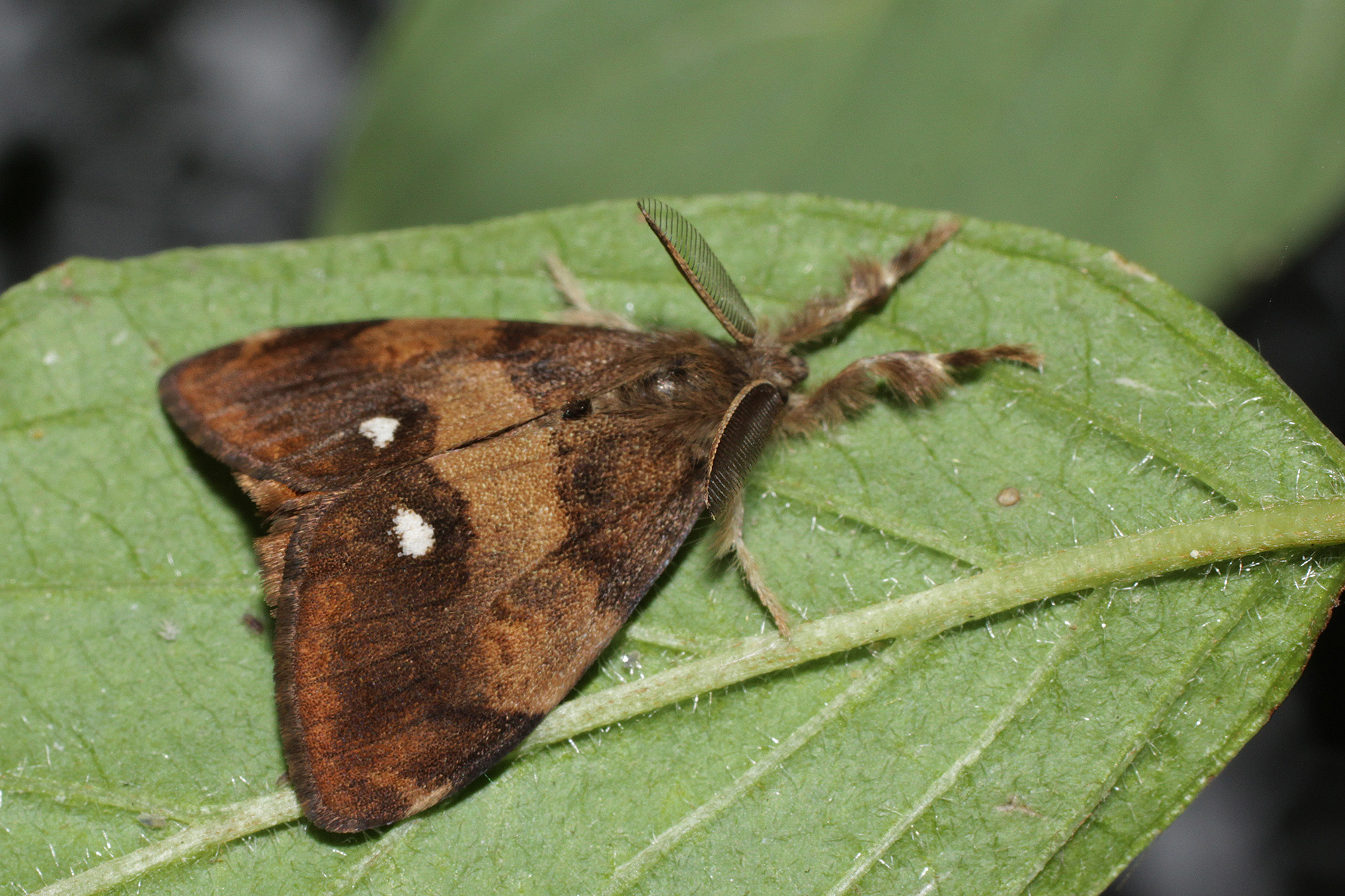 Rusty Tussock Moth- Pestipedia