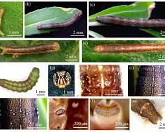Safflower Caterpillar - Pestipedia