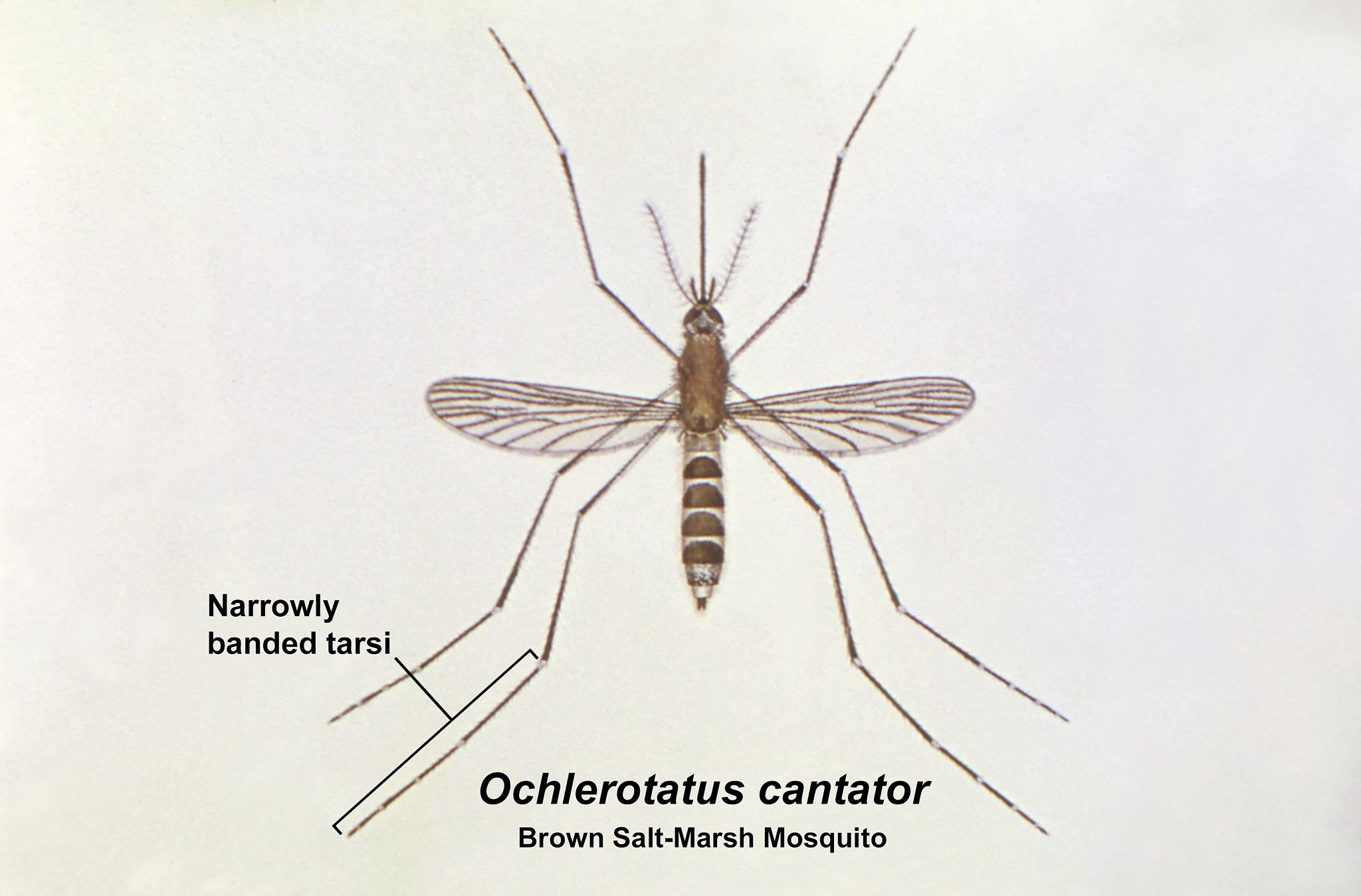 Salt Marsh Mosquitoes - Pestipedia