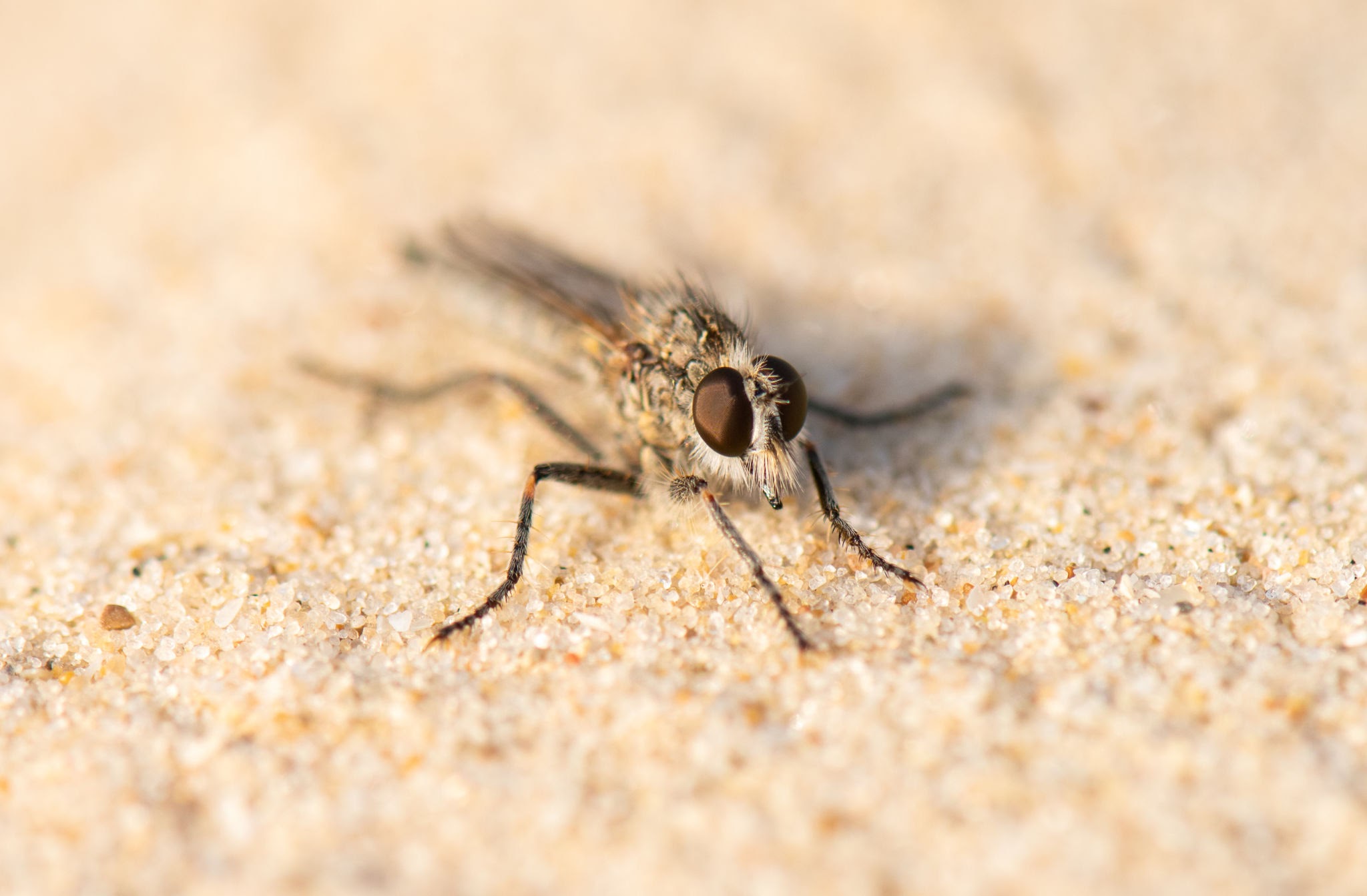 Sand Flies - Pestipedia